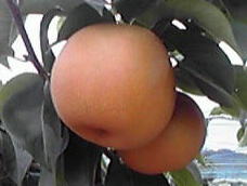 あきづき
